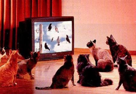 ah si seulement je pouvais les attrapper!!   mdrrrrrrrr !!   les chats